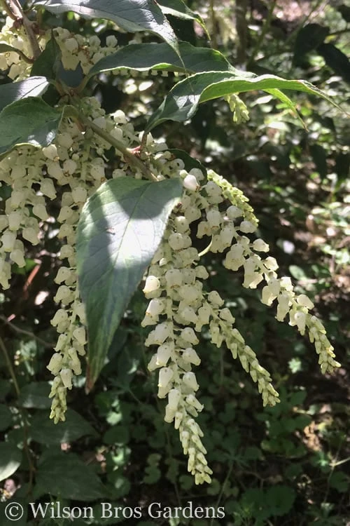 Rainbow Leucothoe (Drooping Fetterbush) - Leucothoe Fontanesiana - 3 Gallon Pot 6 Rainbow Leucothoe (Drooping Fetterbush) - Leucothoe Fontanesiana - 3 Gallon Pot - Image 6