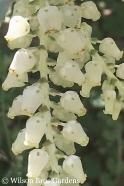 Rainbow Leucothoe (Drooping Fetterbush) - Leucothoe Fontanesiana - 3 Gallon Pot 14 Rainbow Leucothoe (Drooping Fetterbush) - Leucothoe Fontanesiana - 3 Gallon Pot -Botanica Tree Store Leucothoe Rainbow 5