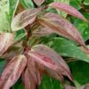 Rainbow Leucothoe (Drooping Fetterbush) - Leucothoe Fontanesiana - 3 Gallon Pot