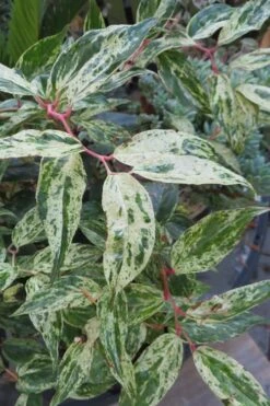 Rainbow Leucothoe (Drooping Fetterbush) - Leucothoe Fontanesiana - 3 Gallon Pot 11 Rainbow Leucothoe (Drooping Fetterbush) - Leucothoe Fontanesiana - 3 Gallon Pot -Botanica Tree Store Leucothoe Rainbow 7