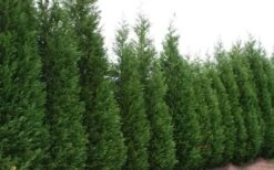 Leyland Cypress - 1 Gallon Pot 10 Leyland Cypress - 1 Gallon Pot -Botanica Tree Store Leyland Cypress 51