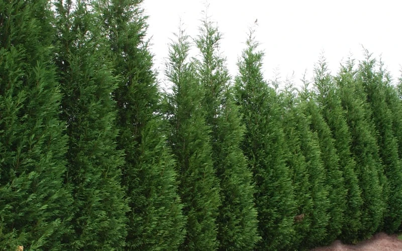 Leyland Cypress - 1 Gallon Pot 5 Leyland Cypress - 1 Gallon Pot - Image 5