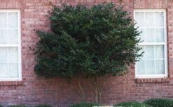 Wavy Leaf Ligustrum Recurvifolium - 1 Gallon Pot -Botanica Tree Store Ligustrum Recurvifolia Curly Leaf Tree Form