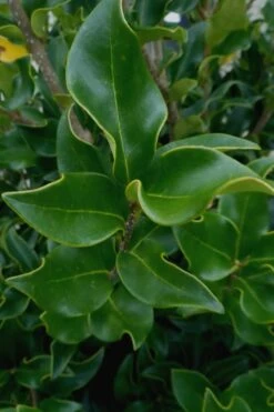 Wavy Leaf Ligustrum Recurvifolium - 1 Gallon Pot -Botanica Tree Store Ligustrum Recurvifolium 10