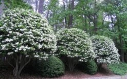 Wavy Leaf Ligustrum Recurvifolium - 1 Gallon Pot -Botanica Tree Store Ligustrum Recurvifolium 5