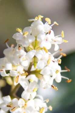 Wavy Leaf Ligustrum Recurvifolium - 1 Gallon Pot -Botanica Tree Store Ligustrum Recurvifolium 8