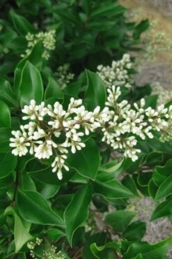 Wavy Leaf Ligustrum Recurvifolium - 1 Gallon Pot -Botanica Tree Store Ligustrum Recurvifolium Rev 500x750 1