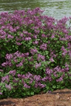 Bloomerang Dark Purple Lilac - 2 Gallon Pot -Botanica Tree Store Lilac Bloomerang Dark Purple 11