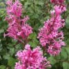 Bloomerang Dwarf Pink Lilac - 5 Pack Of Quart Pots