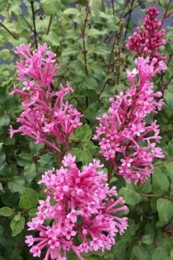 Bloomerang Dwarf Pink Lilac - 5 Pack Of Quart Pots