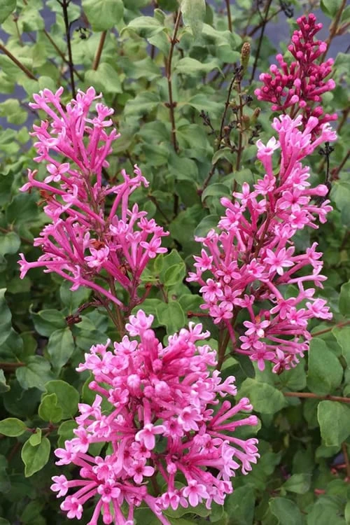 Bloomerang Dwarf Pink Lilac - 5 Pack Of Quart Pots 1 Bloomerang Dwarf Pink Lilac - 5 Pack Of Quart Pots