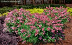 Bloomerang Dwarf Pink Lilac - 5 Pack Of Quart Pots 7 Bloomerang Dwarf Pink Lilac - 5 Pack Of Quart Pots -Botanica Tree Store Lilac Bloomerang Dwarf Pink 2