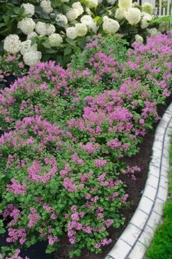 Bloomerang Dwarf Purple Lilac - 3 Gallon Pot