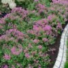 Bloomerang Dwarf Purple Lilac - 2 Gallon Pot