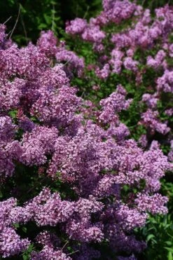 Bloomerang Dwarf Purple Lilac - 3 Gallon Pot -Botanica Tree Store Lilac Bloomerang Dwarf Purple 2 1