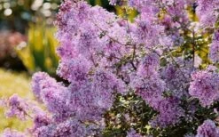 Bloomerang Dwarf Purple Lilac - 3 Gallon Pot -Botanica Tree Store Lilac Bloomerang Dwarf Purple 3 1