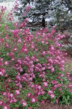 Red Pixie Lilac - Syringa Hybrid - 1 Gallon Pot -Botanica Tree Store Lilac Red Pixie 1