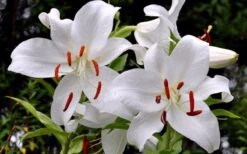 Casablanca Oriental Lily - 1 Gallon Pot -Botanica Tree Store Lilium Casablanca 2