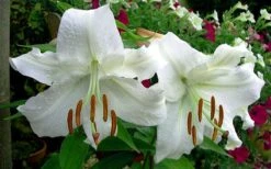 Casablanca Oriental Lily - 1 Gallon Pot -Botanica Tree Store Lilium Casablanca 4
