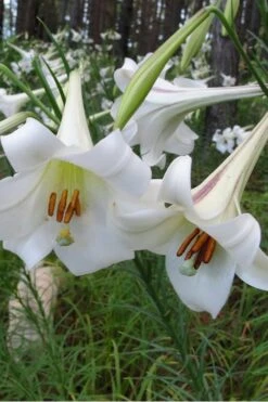 Philippine Lily - 1 Quart Pot 11 Philippine Lily - 1 Quart Pot -Botanica Tree Store Lilium Pilippinense 1