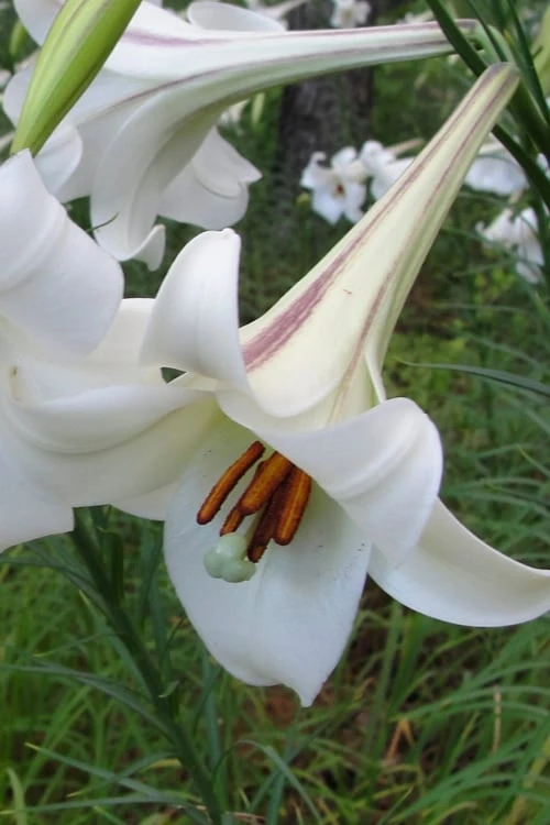 Philippine Lily - 1 Quart Pot 1 Philippine Lily - 1 Quart Pot