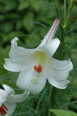 Philippine Lily - 1 Quart Pot 13 Philippine Lily - 1 Quart Pot -Botanica Tree Store Lily Philippine 2