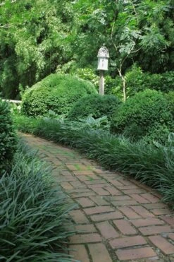 Emerald Goddess Liriope (Lilyturf) - 1 Gallon Pot 10 Emerald Goddess Liriope (Lilyturf) - 1 Gallon Pot -Botanica Tree Store Liriope Emerald Goddess 2