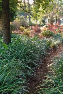 Emerald Goddess Liriope (Lilyturf) - 1 Gallon Pot 12 Emerald Goddess Liriope (Lilyturf) - 1 Gallon Pot -Botanica Tree Store Liriope Emerald Goddess 500x750 1