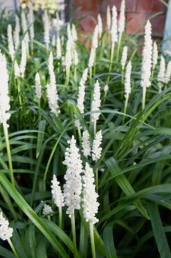 Monroe's White Liriope (Lilyturf) - 6 Pack Of 1 Gallon Pots -Botanica Tree Store Liriope Monroes White 500x750 1