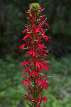 Red Cardinal Flower (Lobelia Cardinalis) - 6 Pack Of 1 Gallon Pots 13 Red Cardinal Flower (Lobelia Cardinalis) - 6 Pack Of 1 Gallon Pots -Botanica Tree Store Lobelia Cardinalis Cardinal Flower 3