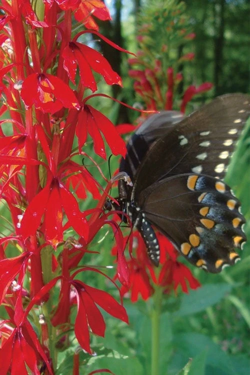 Red Cardinal Flower (Lobelia Cardinalis) - 6 Pack Of 1 Gallon Pots 7 Red Cardinal Flower (Lobelia Cardinalis) - 6 Pack Of 1 Gallon Pots - Image 7