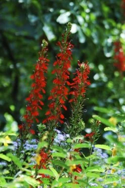 Red Cardinal Flower (Lobelia Cardinalis) - 6 Pack Of 1 Gallon Pots 15 Red Cardinal Flower (Lobelia Cardinalis) - 6 Pack Of 1 Gallon Pots -Botanica Tree Store Lobelia Cardinalis Cardinal Flower 5