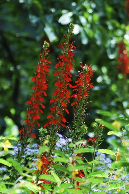 Red Cardinal Flower (Lobelia Cardinalis) - 6 Pack Of 1 Gallon Pots 8 Red Cardinal Flower (Lobelia Cardinalis) - 6 Pack Of 1 Gallon Pots - Image 8