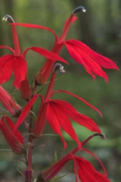 Red Cardinal Flower (Lobelia Cardinalis) - 6 Pack Of 1 Gallon Pots 11 Red Cardinal Flower (Lobelia Cardinalis) - 6 Pack Of 1 Gallon Pots -Botanica Tree Store Lobelia Cardinalis Cardinal Flower 6