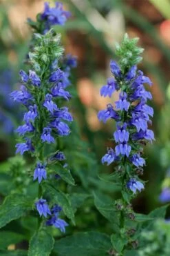 Great Blue Lobelia - 1 Gallon Pot -Botanica Tree Store Lobelia Siphilitica Great Blue 2