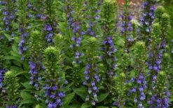 Great Blue Lobelia - 1 Gallon Pot -Botanica Tree Store Lobelia Siphilitica Great Blue 3