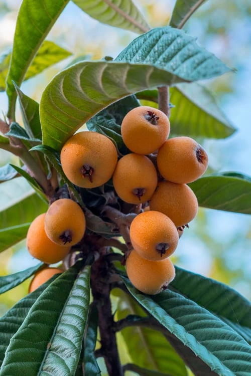 Loquat Tree (Eriobotrya Japonica) - 7 Gallon Pot (6-7') 1 Loquat Tree (Eriobotrya Japonica) - 7 Gallon Pot (6-7')