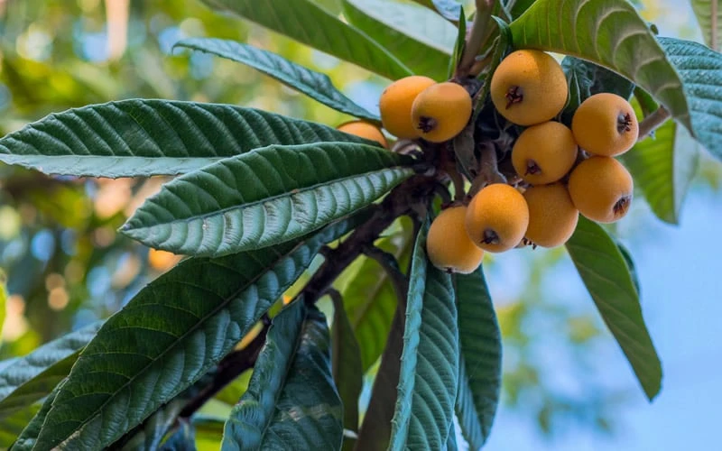 Loquat Tree (Eriobotrya Japonica) - 7 Gallon Pot (6-7') 5 Loquat Tree (Eriobotrya Japonica) - 7 Gallon Pot (6-7') - Image 5