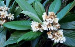 Loquat Tree (Eriobotrya Japonica) - 7 Gallon Pot (6-7') 11 Loquat Tree (Eriobotrya Japonica) - 7 Gallon Pot (6-7') -Botanica Tree Store Loquat Tree Flowers