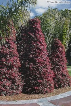 Zhuzhou Loropetalum (Chinese Fringeflower) - 3 Gallon Pot -Botanica Tree Store Loropetalum ZhuZhou 22