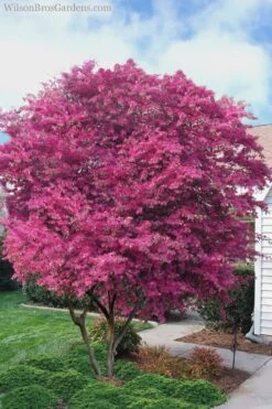 Zhuzhou Loropetalum (Chinese Fringeflower) - 7 Gallon Pot -Botanica Tree Store Loropetalum ZhuZhou 23 1