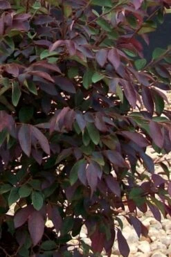 Zhuzhou Loropetalum (Chinese Fringeflower) - 7 Gallon Pot -Botanica Tree Store Loropetalum ZhuZhou 25 1