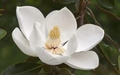 Alta Southern Magnolia - 7 Gallon Pot (3-4') 9 Alta Southern Magnolia - 7 Gallon Pot (3-4') -Botanica Tree Store Magnolia Alta 2