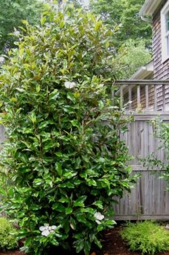 Alta Southern Magnolia - 7 Gallon Pot (3-4') 8 Alta Southern Magnolia - 7 Gallon Pot (3-4') -Botanica Tree Store Magnolia Alta 500x750 1