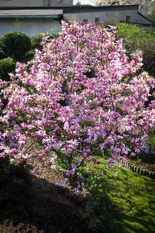 Betty Magnolia Tulip Tree - 3 Gallon Pot 5 Betty Magnolia Tulip Tree - 3 Gallon Pot - Image 5
