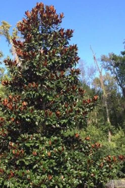 Brackens Brown Beauty Magnolia - 7 Gallon Pot (5-6') 10 Brackens Brown Beauty Magnolia - 7 Gallon Pot (5-6') -Botanica Tree Store Magnolia Bracken Brown Beauty 500x750 1