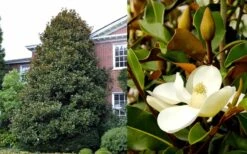 Brackens Brown Beauty Magnolia - 3 Gallon Pot -Botanica Tree Store Magnolia Brackens Brown Beauty 1 2