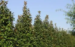 Brackens Brown Beauty Magnolia - 7 Gallon Pot (4-5') -Botanica Tree Store Magnolia Brackens Brown Beauty 6 1