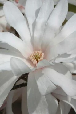 Centennial Star Magnolia - 1 Gallon Pot -Botanica Tree Store Magnolia Centennial 11 1