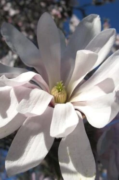 Centennial Star Magnolia - 1 Gallon Pot -Botanica Tree Store Magnolia Centennial 13 1